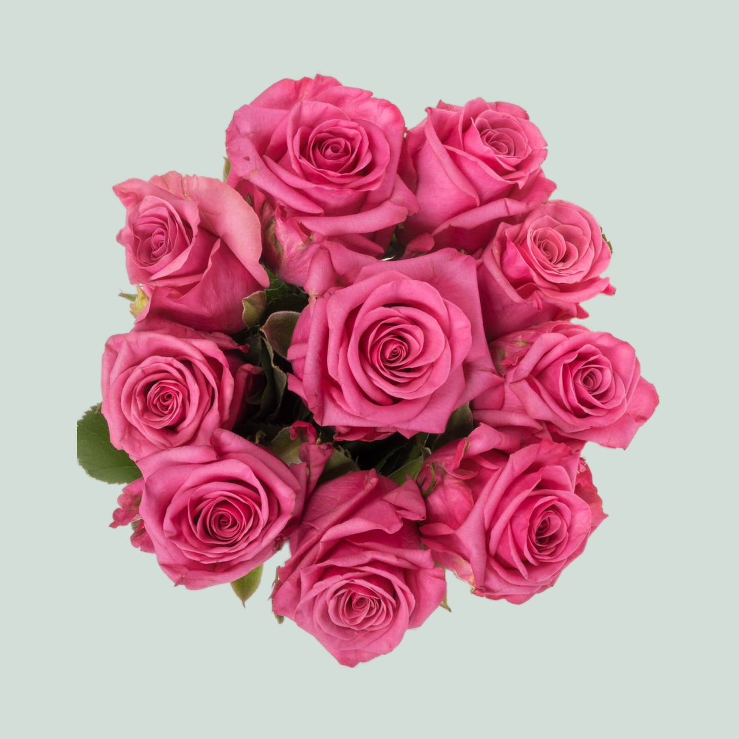 Rose - Rosa - Kiss Me Kate