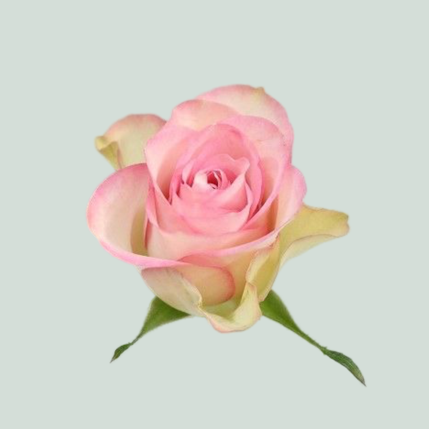 Rose - Rosa - Lovely Jewel