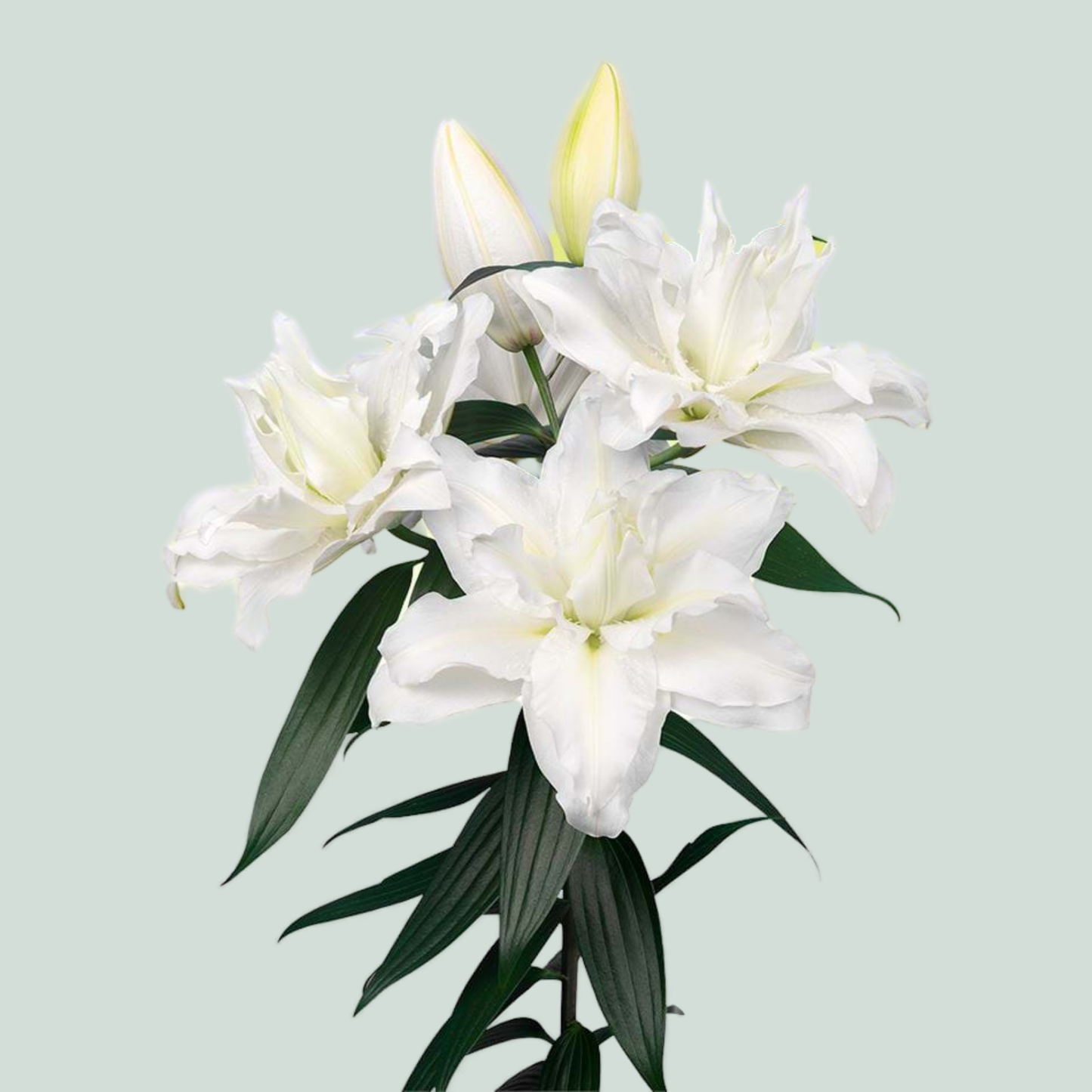 Lily Roselily Jacintha (OR) (10 Stems)