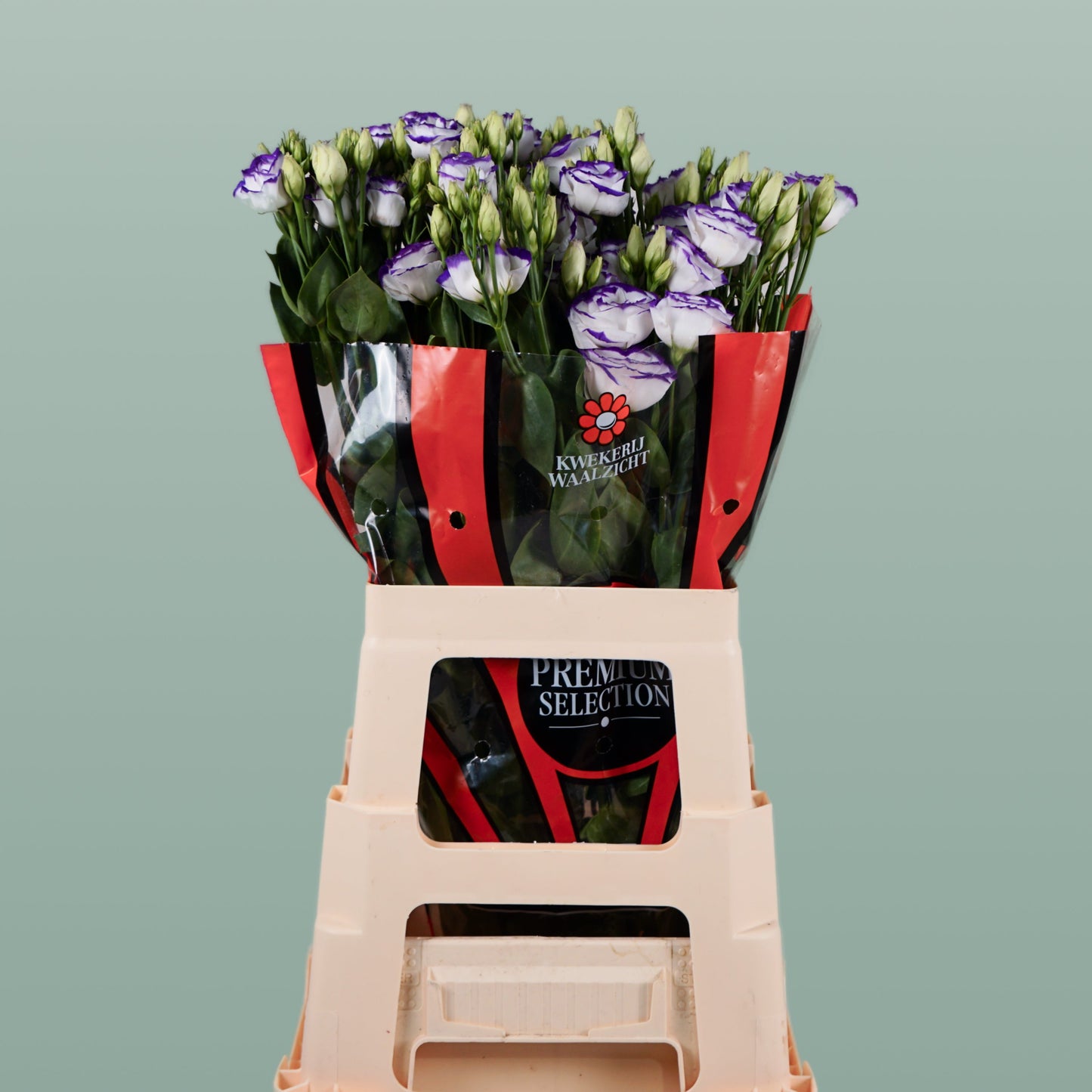 White Eustoma ‘Rosita Blue Picotee’ – 70cm Stems
