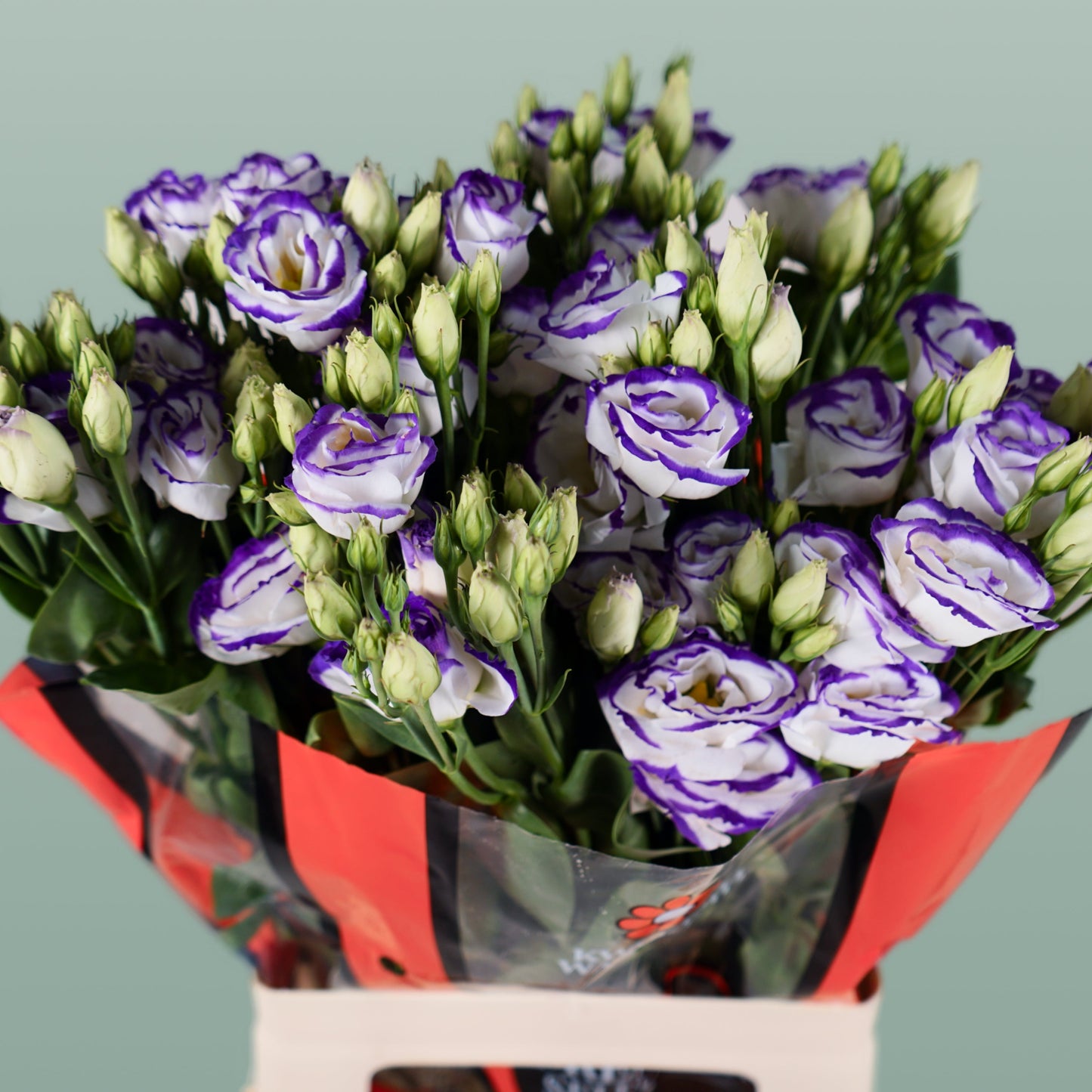 White Eustoma ‘Rosita Blue Picotee’ – 70cm Stems