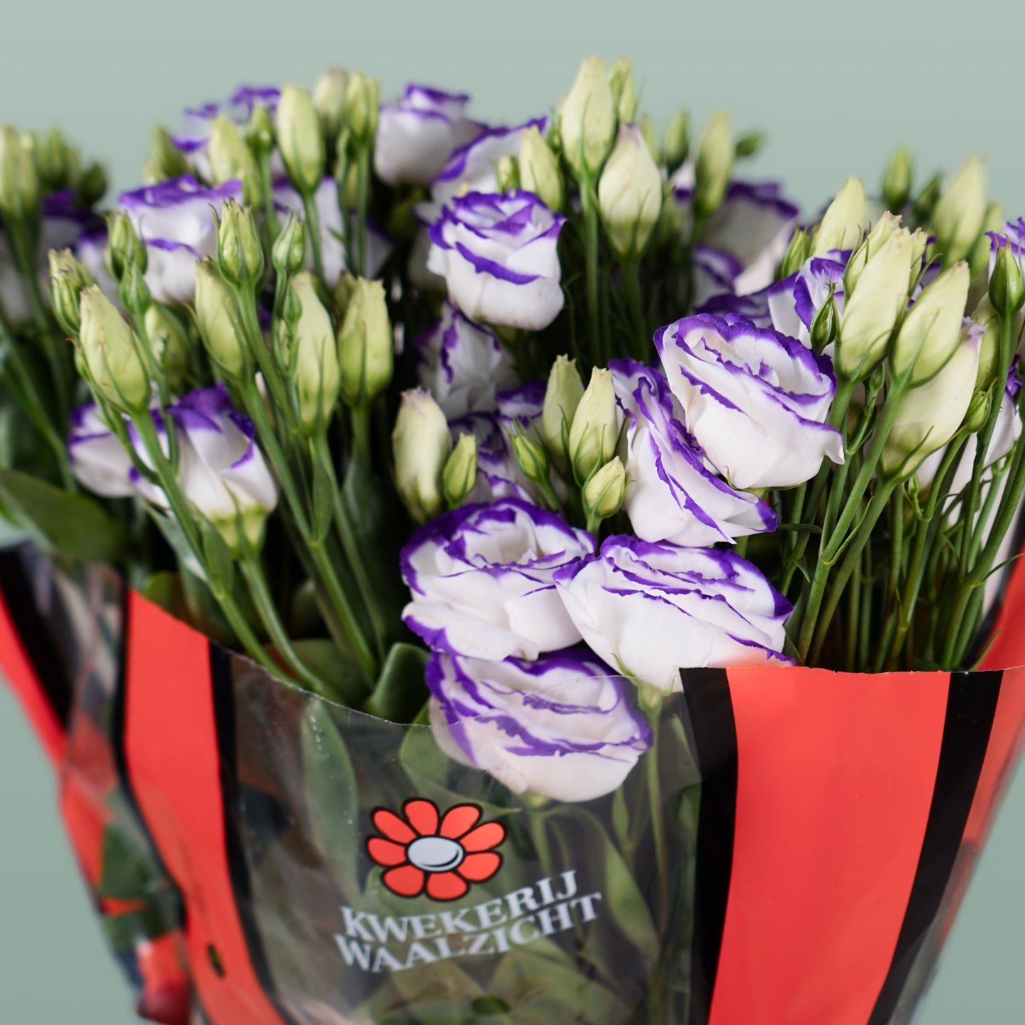 White Eustoma ‘Rosita Blue Picotee’ – 70cm Stems