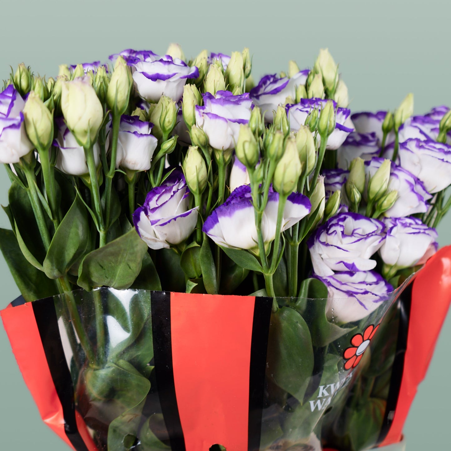 White Eustoma ‘Rosita Blue Picotee’ – 70cm Stems