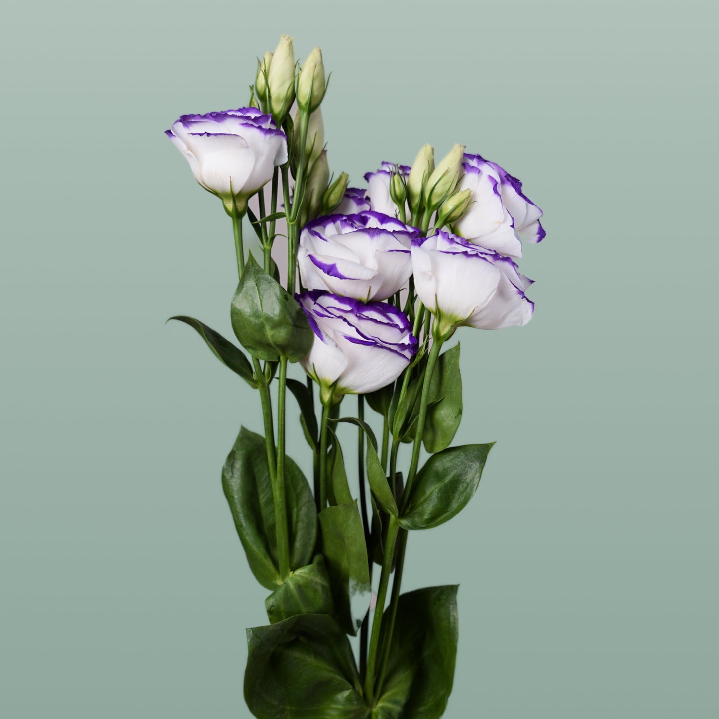 White Eustoma ‘Rosita Blue Picotee’ – 70cm Stems