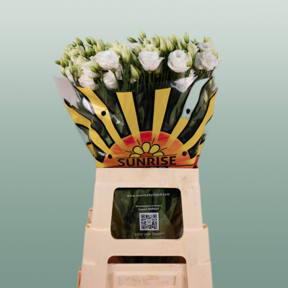 White Lisianthus ‘Rosita White’ – 70cm Cut Stems
