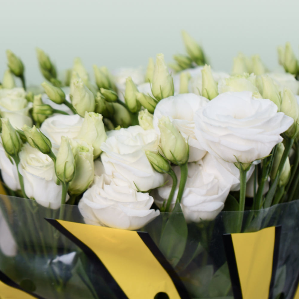 White Lisianthus ‘Rosita White’ – 70cm Cut Stems