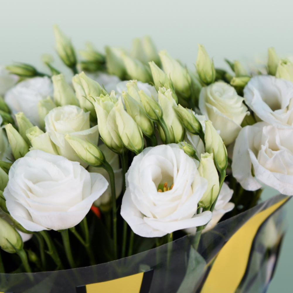White Lisianthus ‘Rosita White’ – 70cm Cut Stems