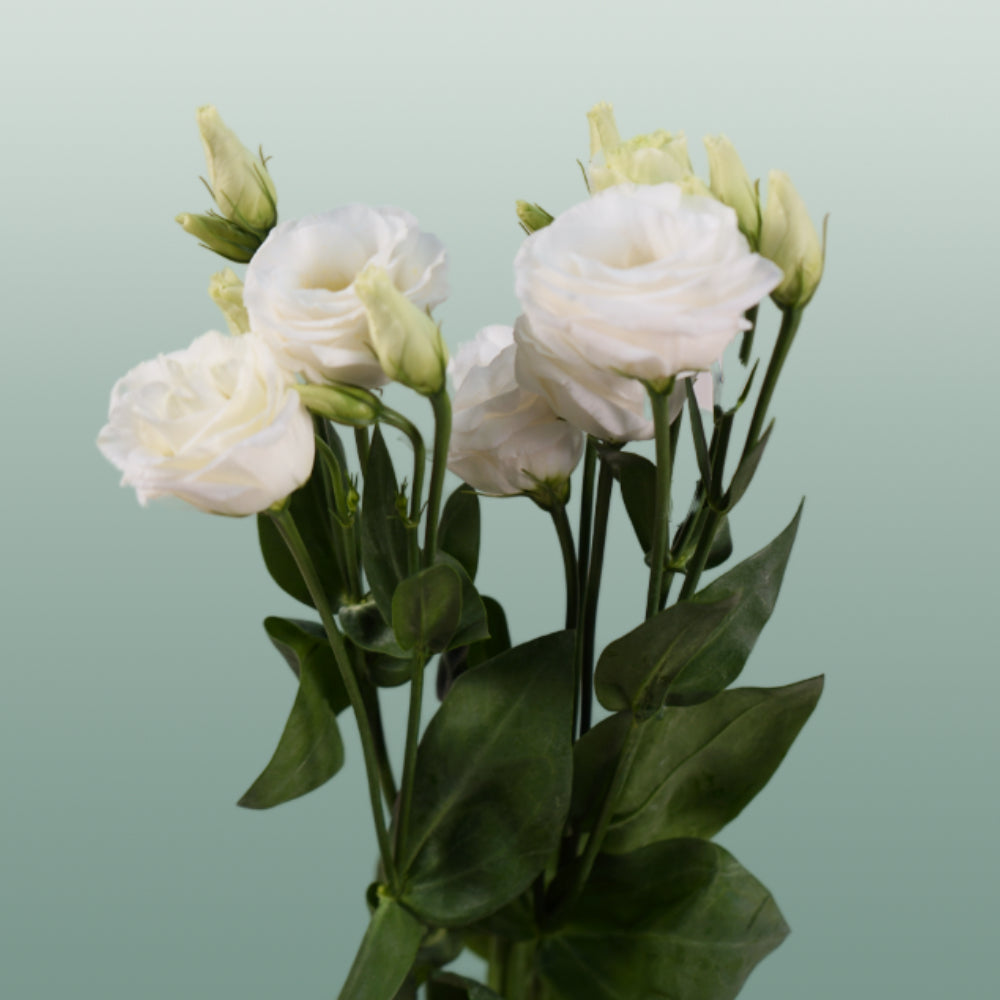 White Lisianthus ‘Rosita White’ – 70cm Cut Stems