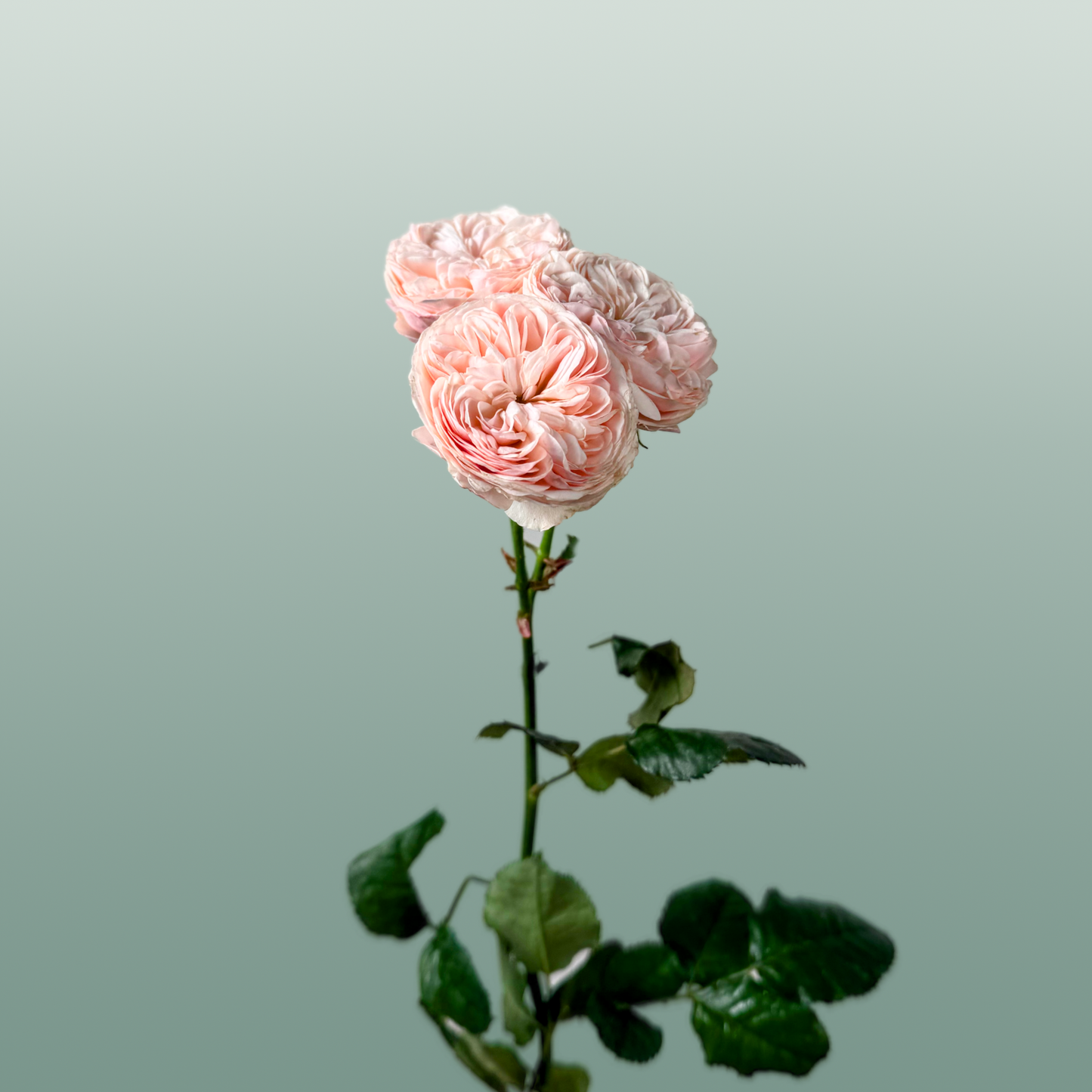 Spray Rose - Rosa - Royal Blush