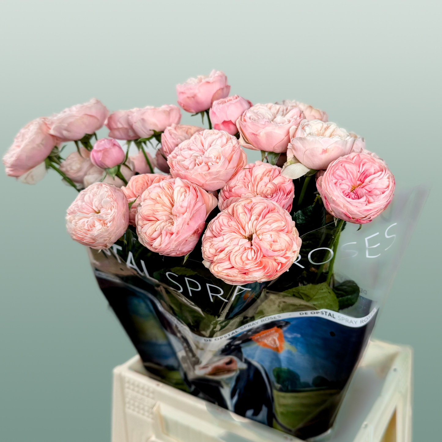 Spray Rose - Rosa - Royal Blush