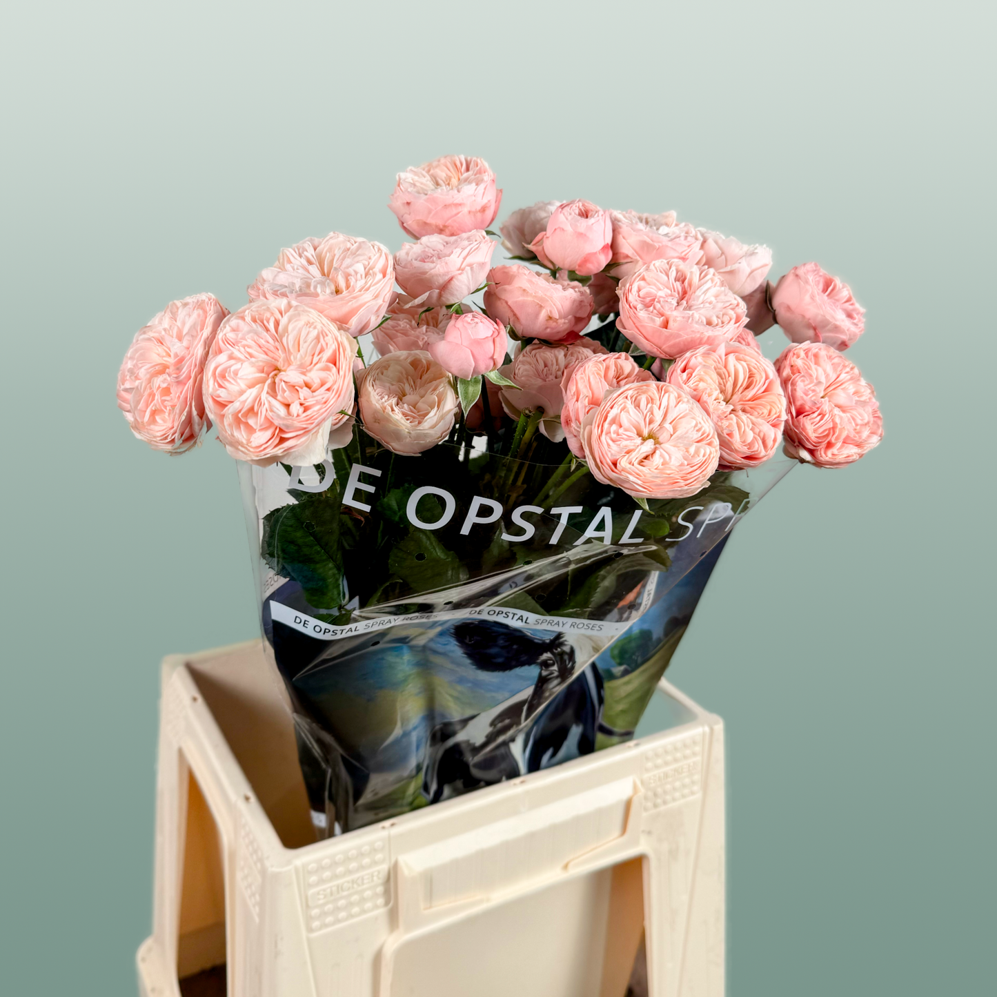 Spray Rose - Rosa - Royal Blush