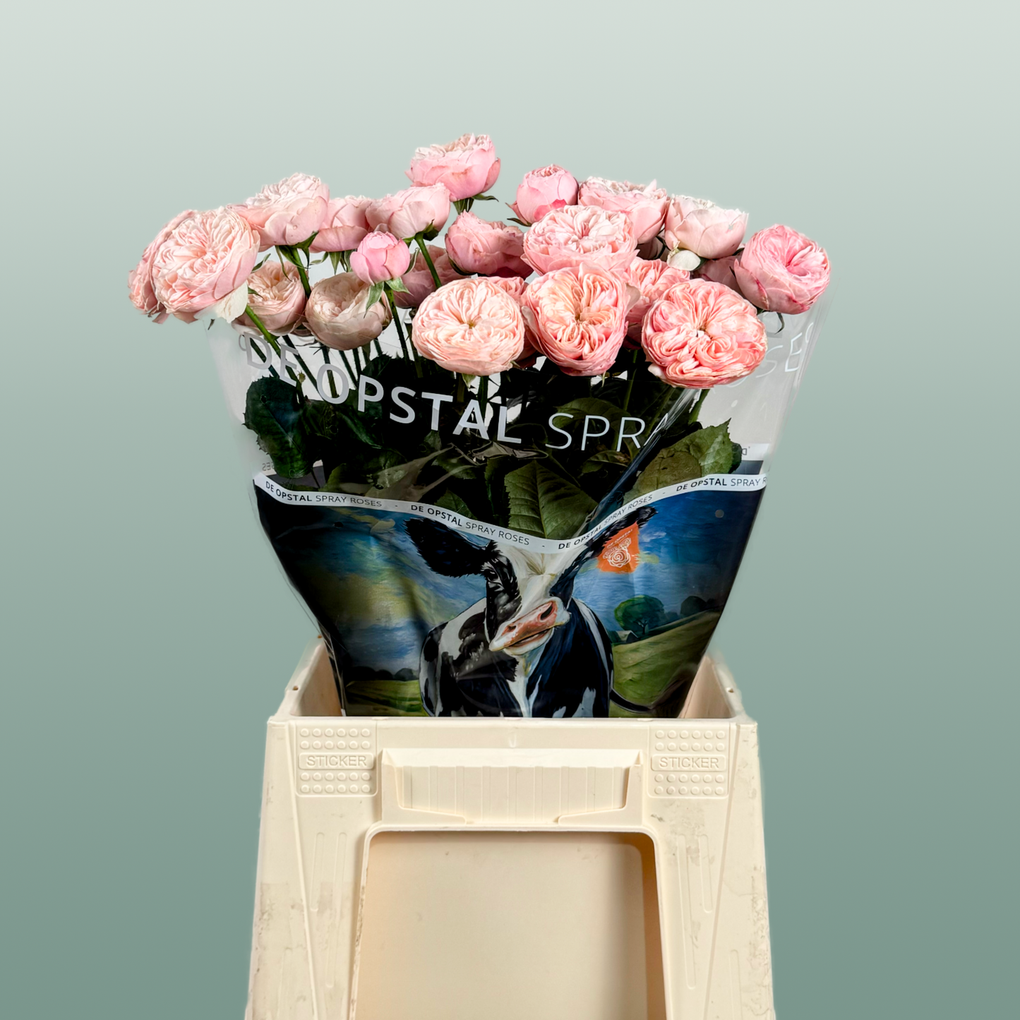 Spray Rose - Rosa - Royal Blush