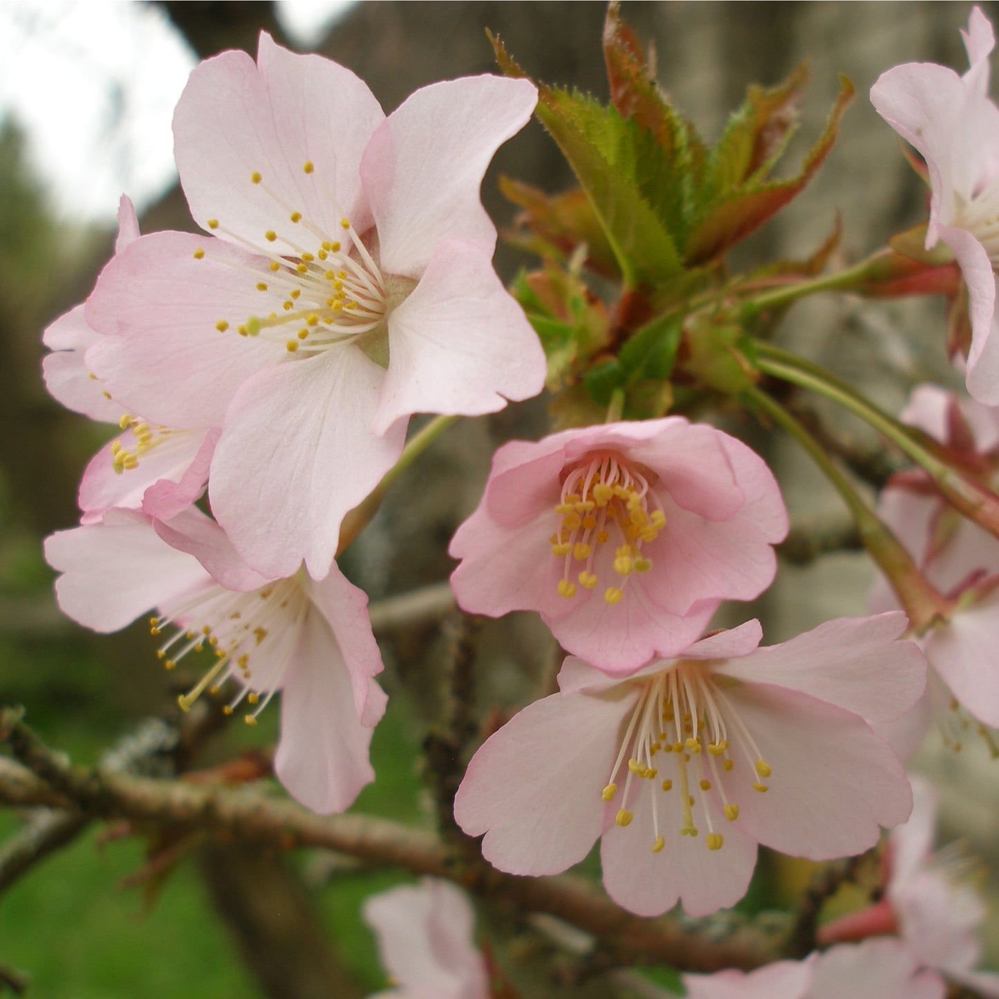 Ornamental Flowering Cherry Blossom Tree Dwarf - Nipponica 'Ruby'