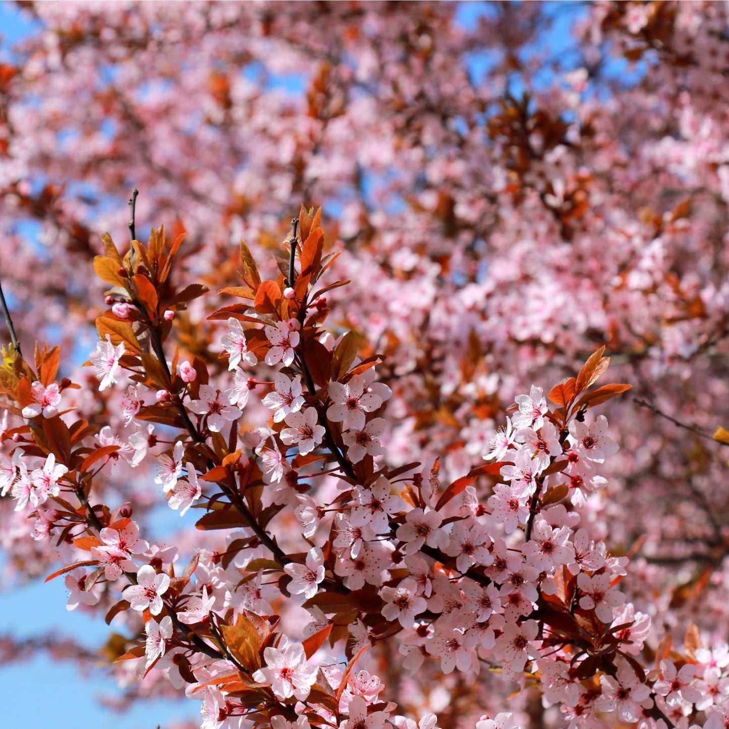 Ornamental Flowering Cherry Blossom Tree Dwarf - Nipponica 'Ruby'