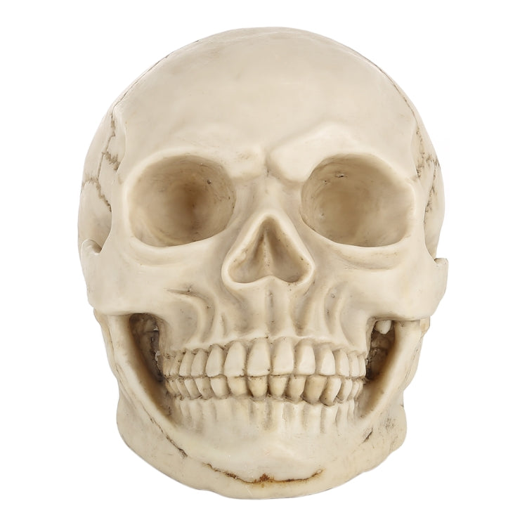 Skull Head Hallowmas Prop Gadget Display, Size: 19(L) x 13(W) x 14cm(H), Skull Head