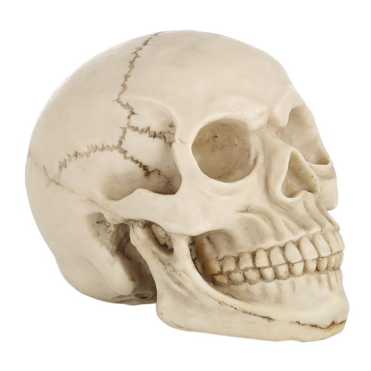 Skull Head Hallowmas Prop Gadget Display, Size: 19(L) x 13(W) x 14cm(H), Skull Head