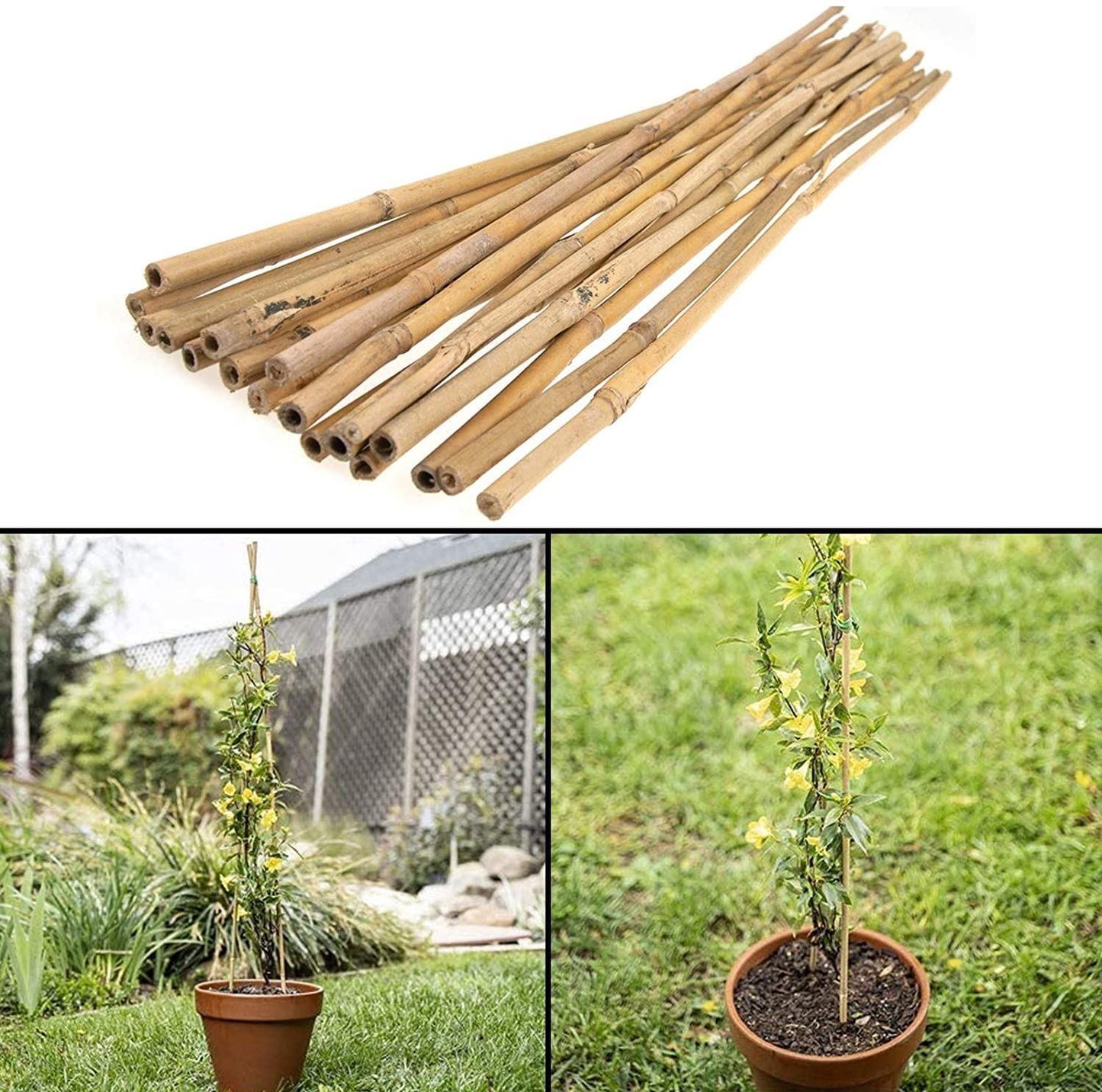 50 x 5FT Bamboo Canes 150 CM