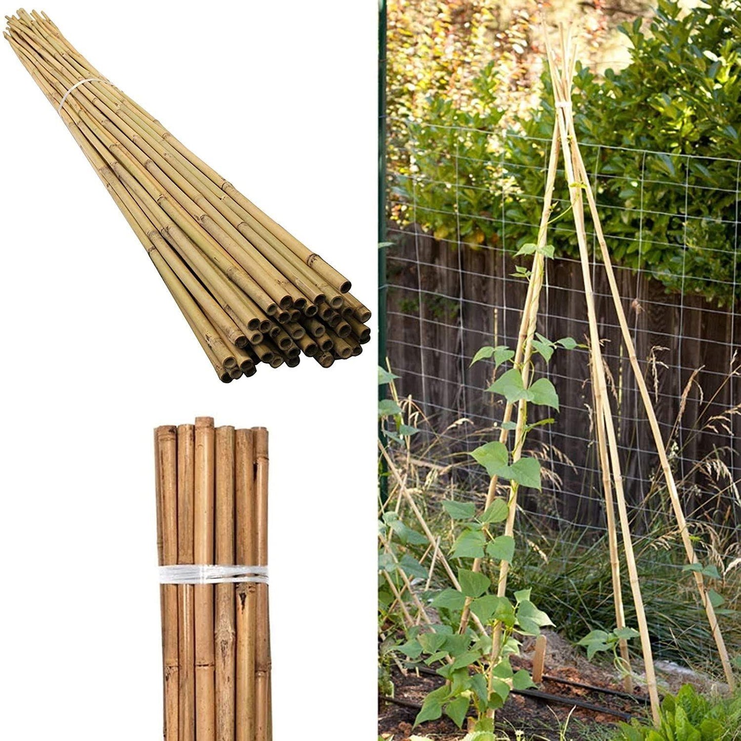 50 x 5FT Bamboo Canes 150 CM