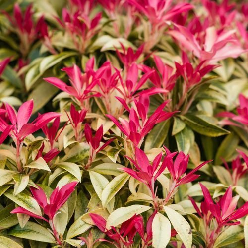Pieris japonica Forest Flame