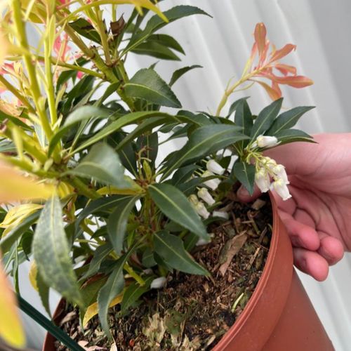 Pieris japonica Forest Flame