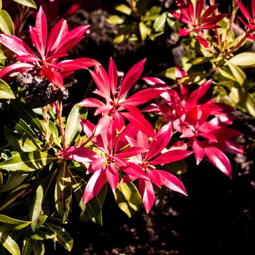 Pieris japonica Forest Flame