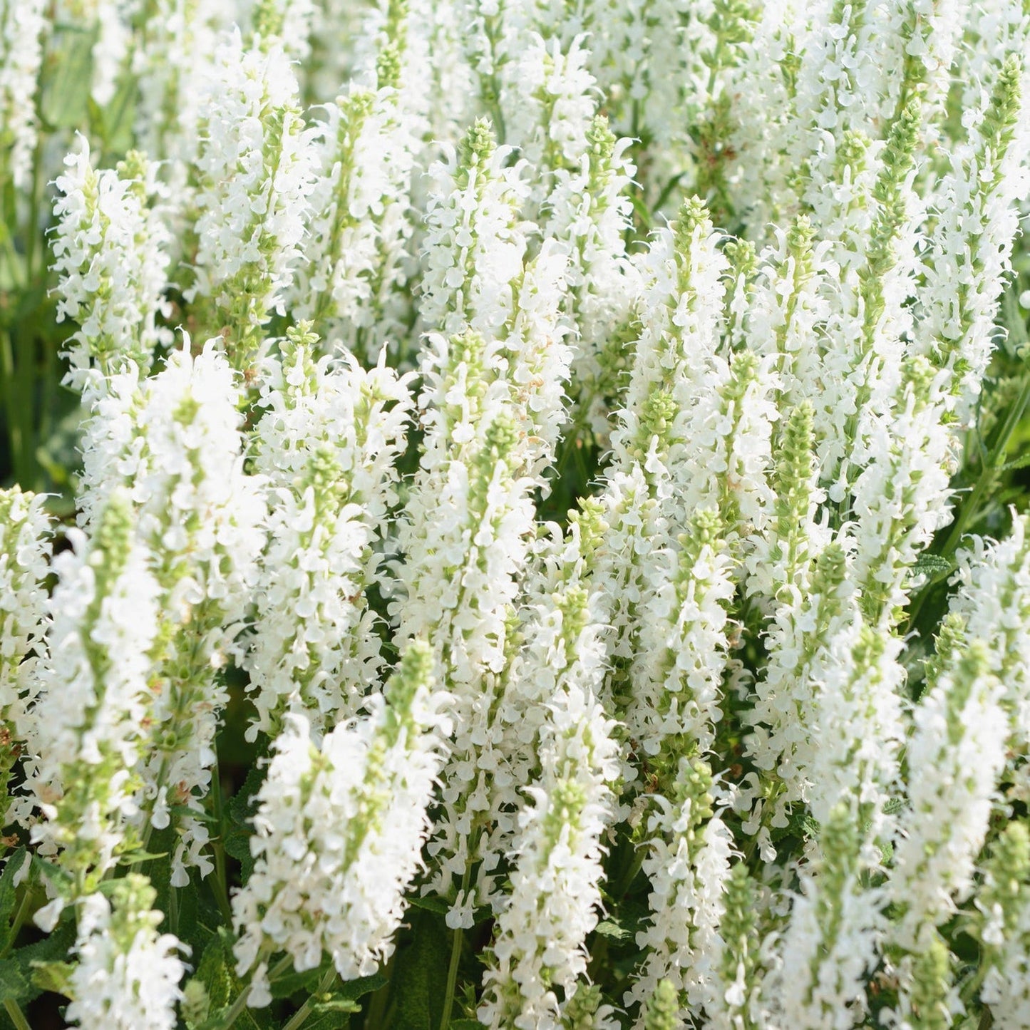 Salvia SchneehÃ¼gel (9cm Pot)