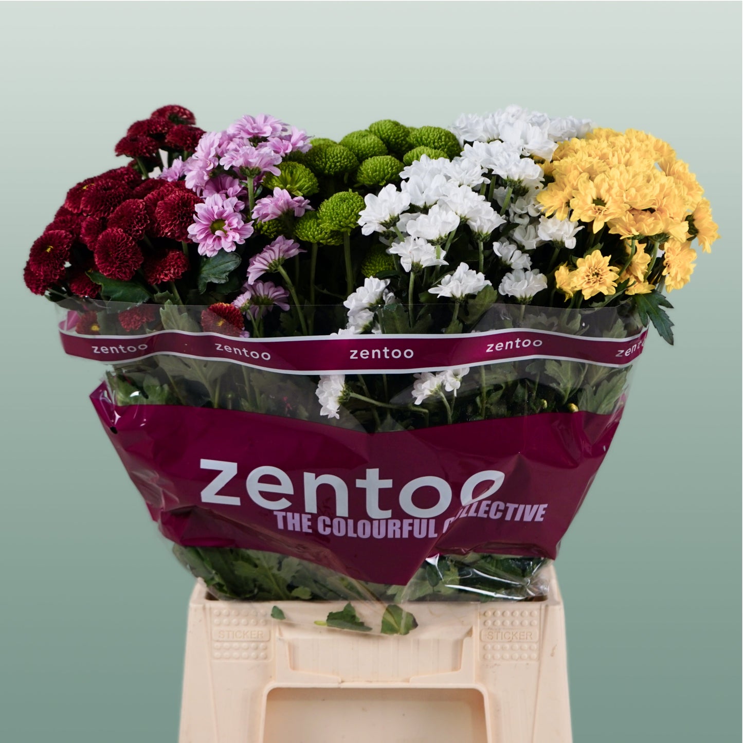 Spray Chrysanthemum - Chrysanthemum (Indicum Grp) - Santini Mix