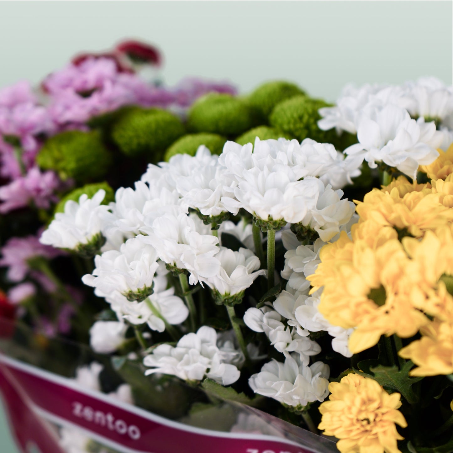 Spray Chrysanthemum - Chrysanthemum (Indicum Grp) - Santini Mix