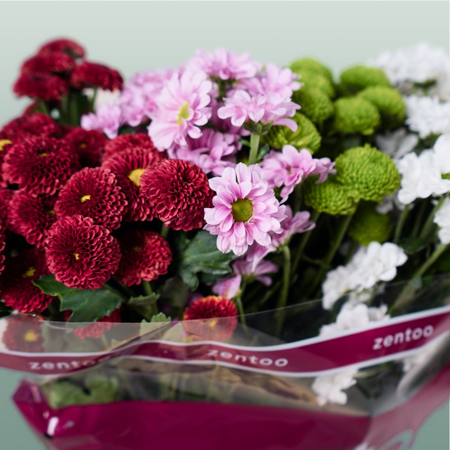 Spray Chrysanthemum - Chrysanthemum (Indicum Grp) - Santini Mix