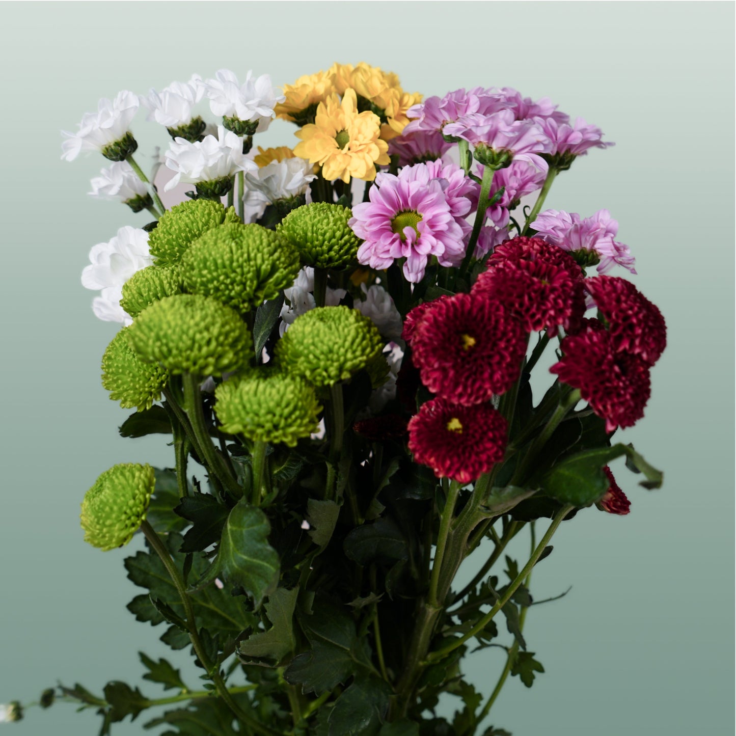 Spray Chrysanthemum - Chrysanthemum (Indicum Grp) - Santini Mix