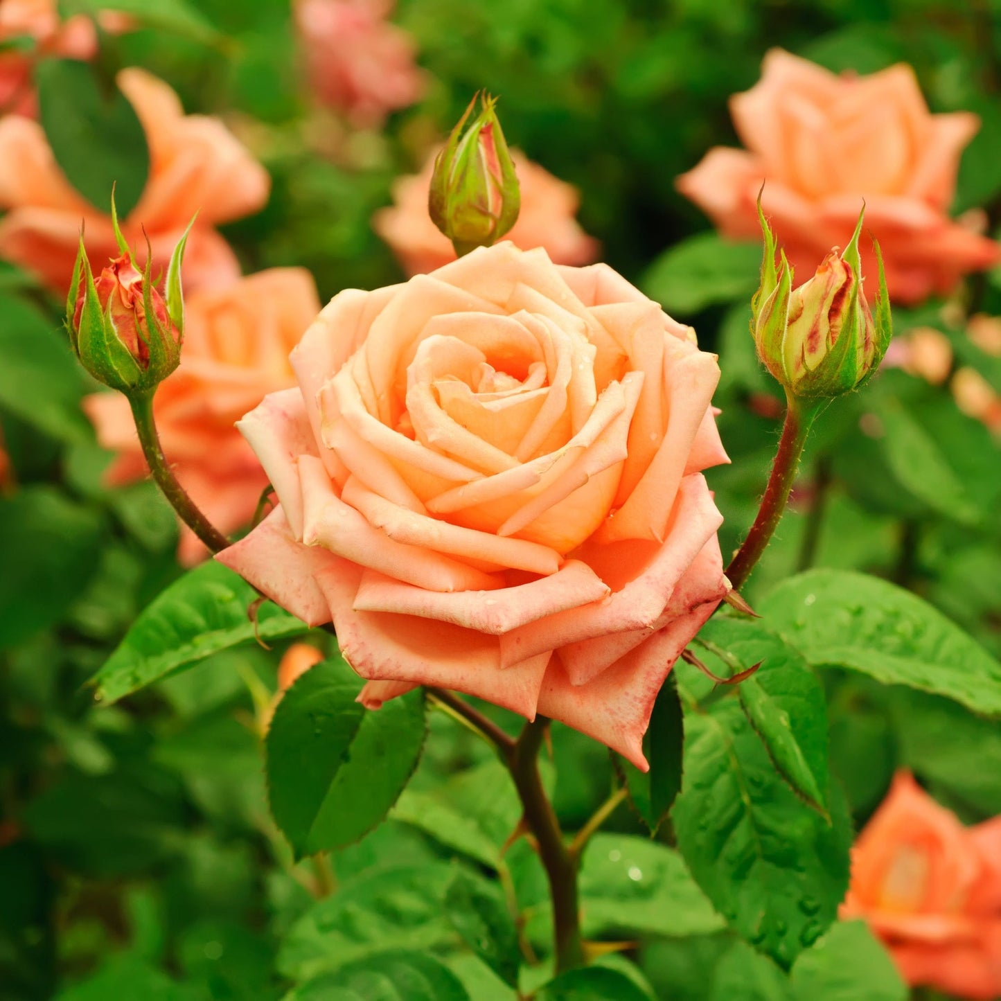 Schoolgirl' Orange Climbing Rose