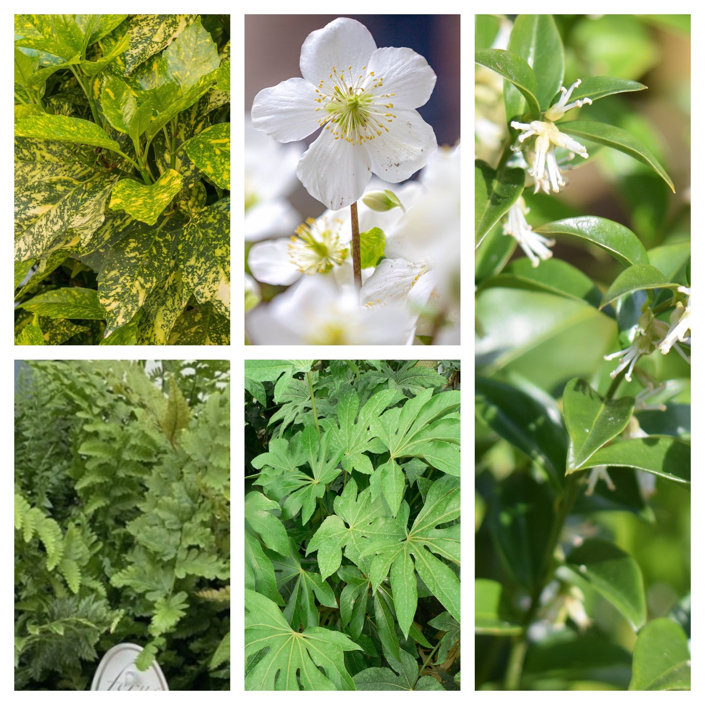 Shade Lover€™s Plant Bundle (5 Plants)