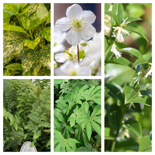 Shade Lover€™s Plant Bundle (5 Plants)