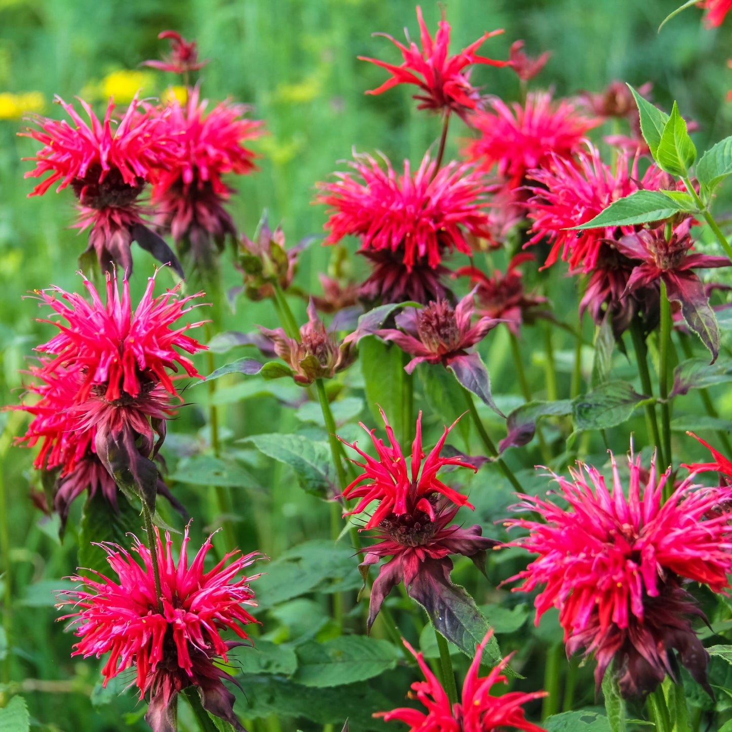 Monarda Fireball 9cm