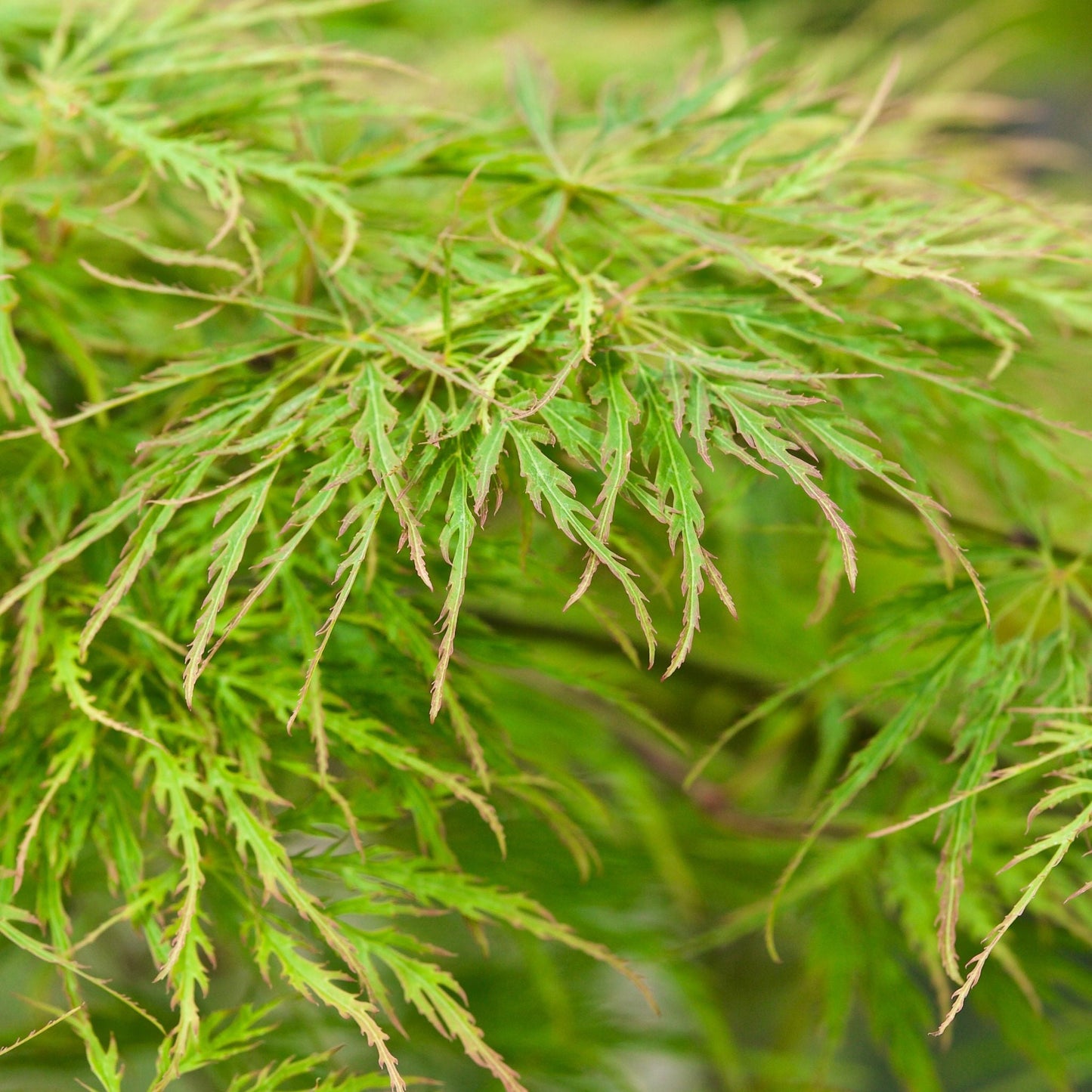 Acer palmatum Dissectum 3L / 10L / 130L