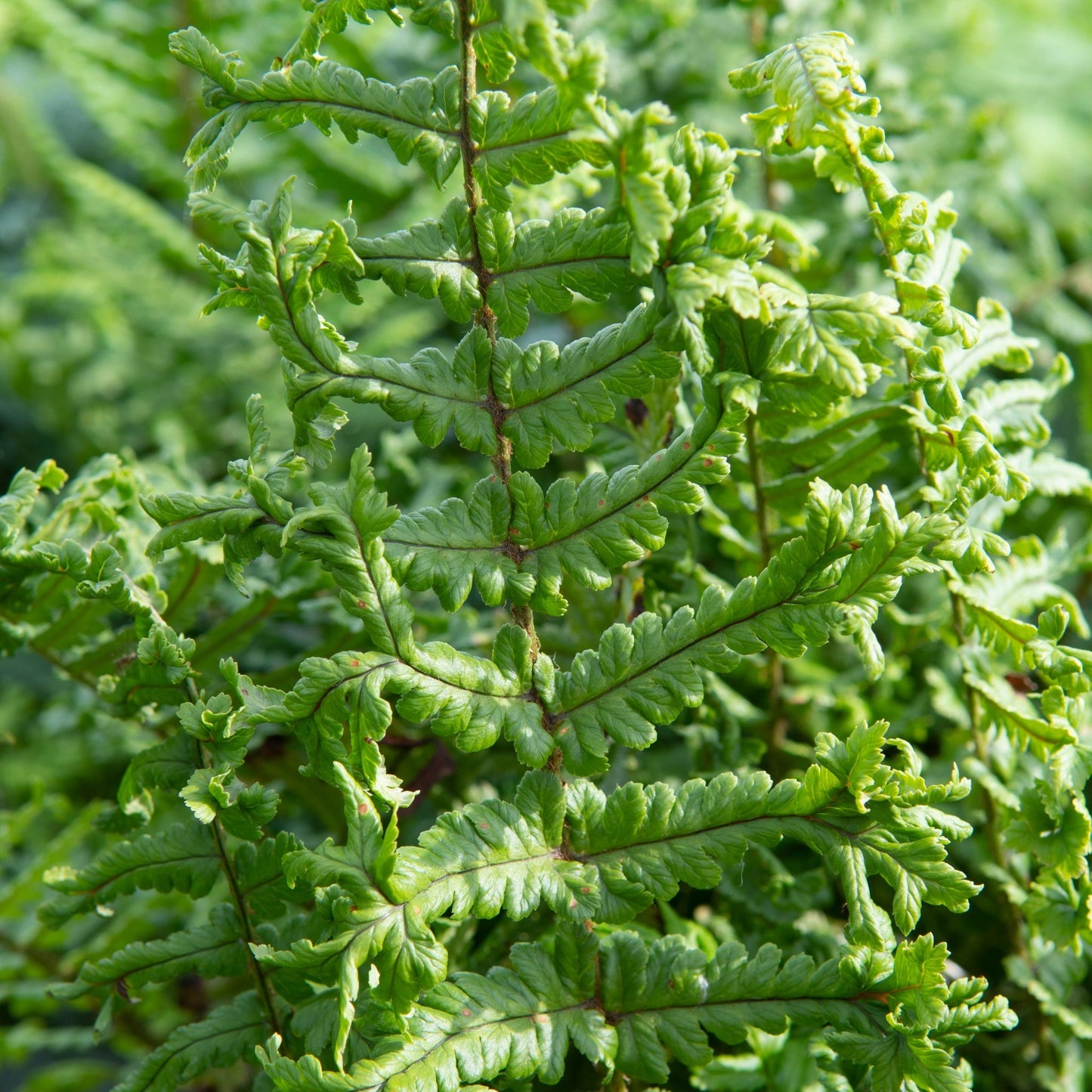 Dryopteris €˜The King€™ 9cm  Pot