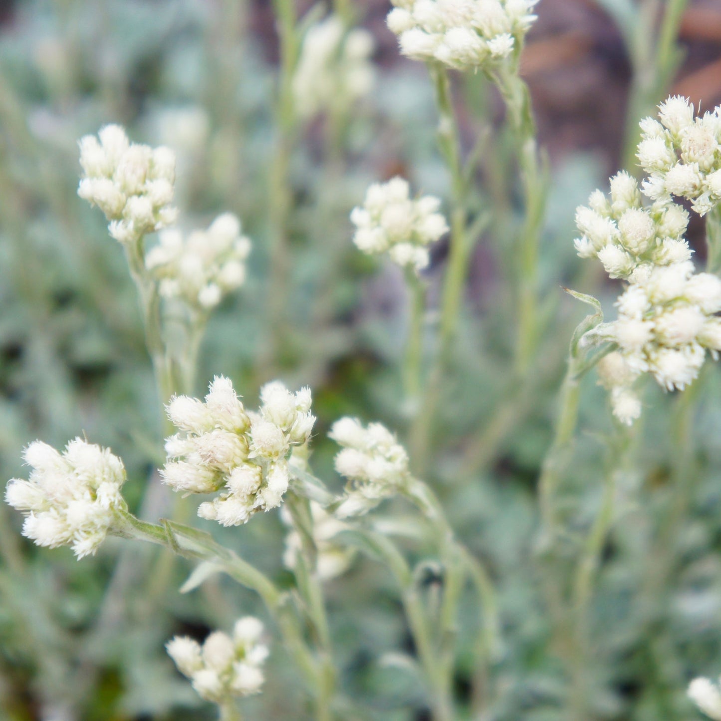 ANTENNARIA aprica Alba 9cm