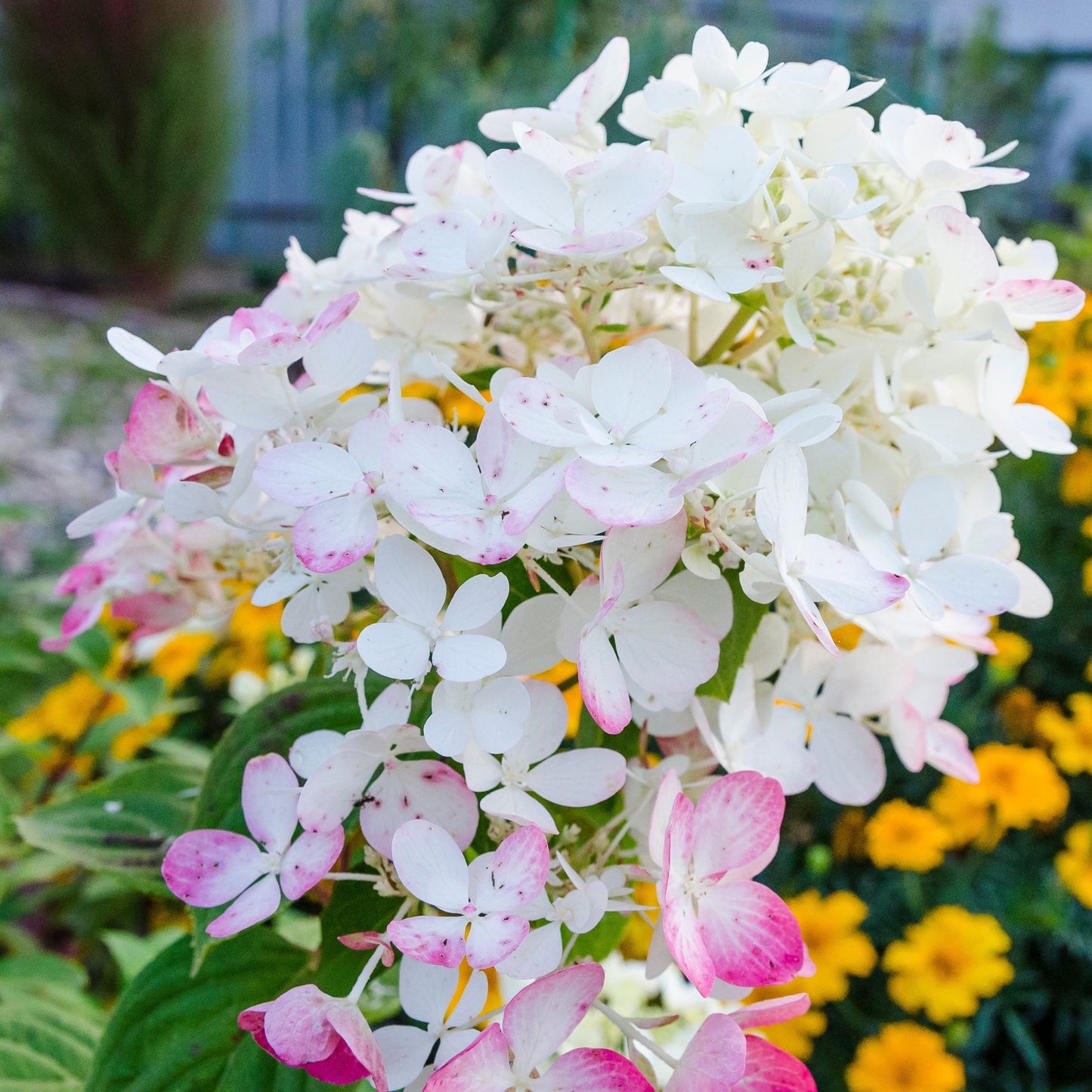 Hydrangea paniculata 'Wim's Red' 2L / 3L / 10L