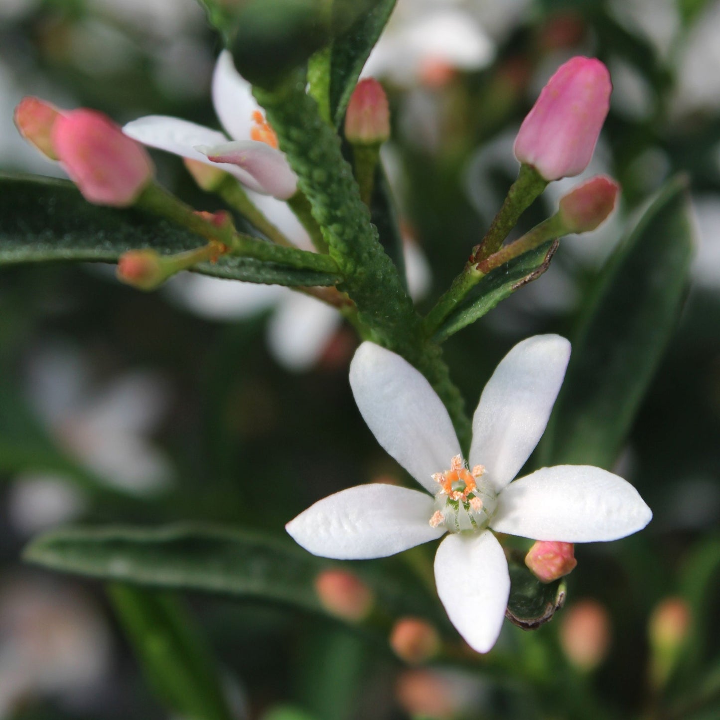 Eriostemon 'Flower Girl White' 2L