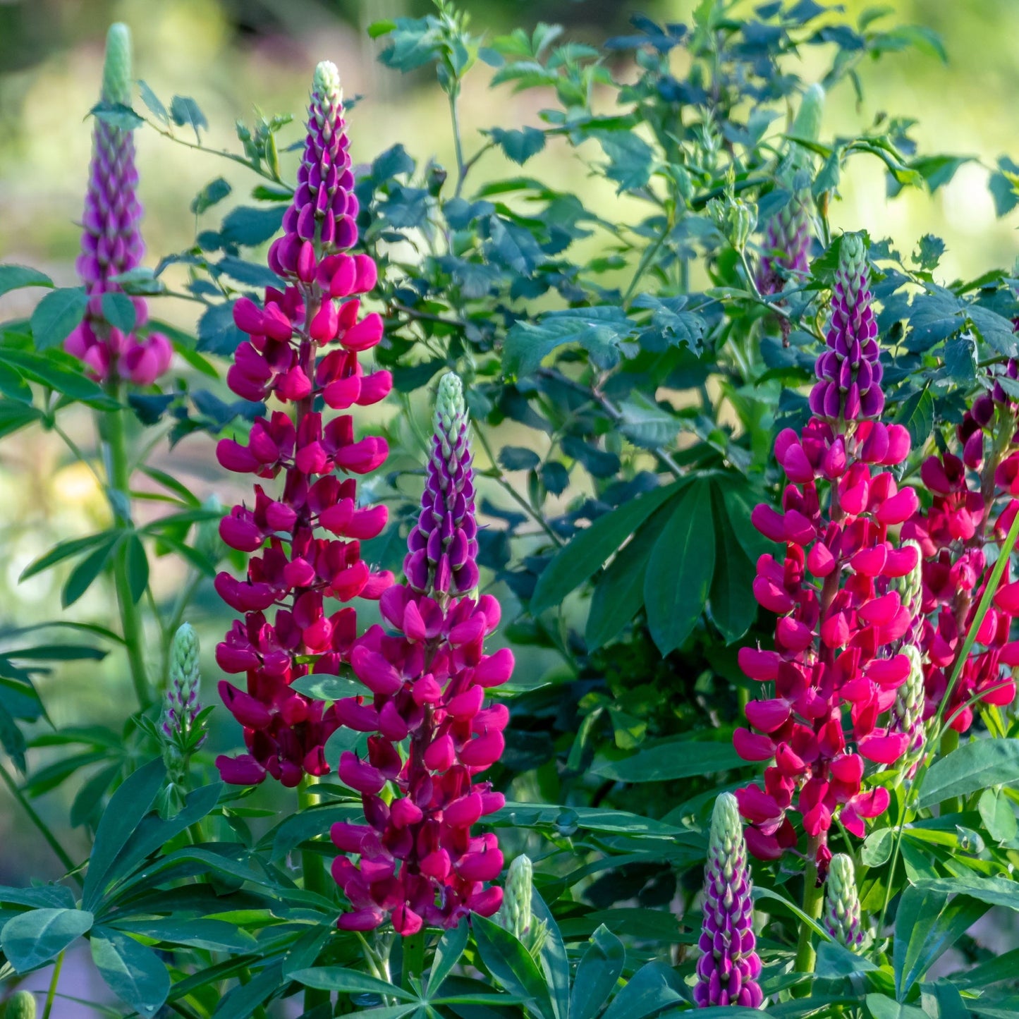 Lupin My Castle 9cm