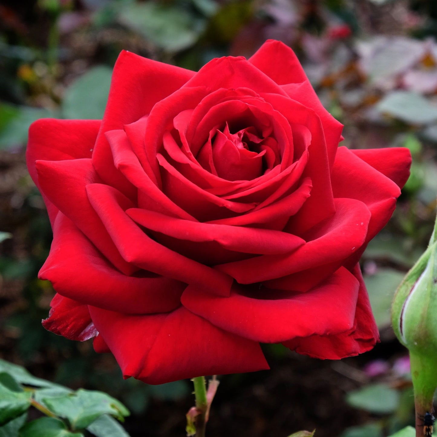 Rose Loving Memory | Hybrid Tea | 4L Potted Rose