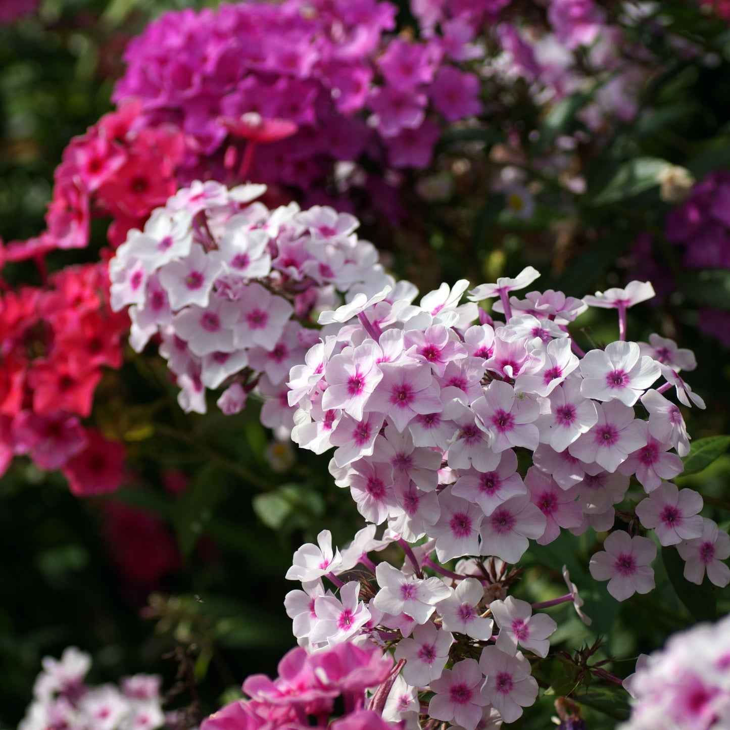Phlox paniculata Mixed 9cm