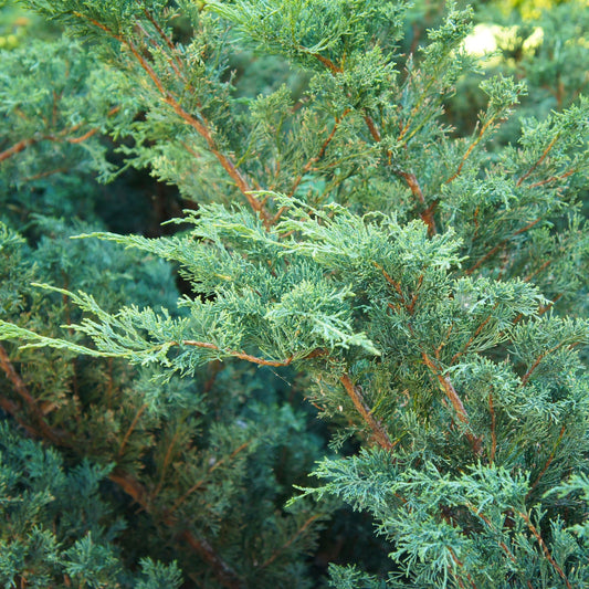 Juniperus chinensis 'Blue Alps' 2L