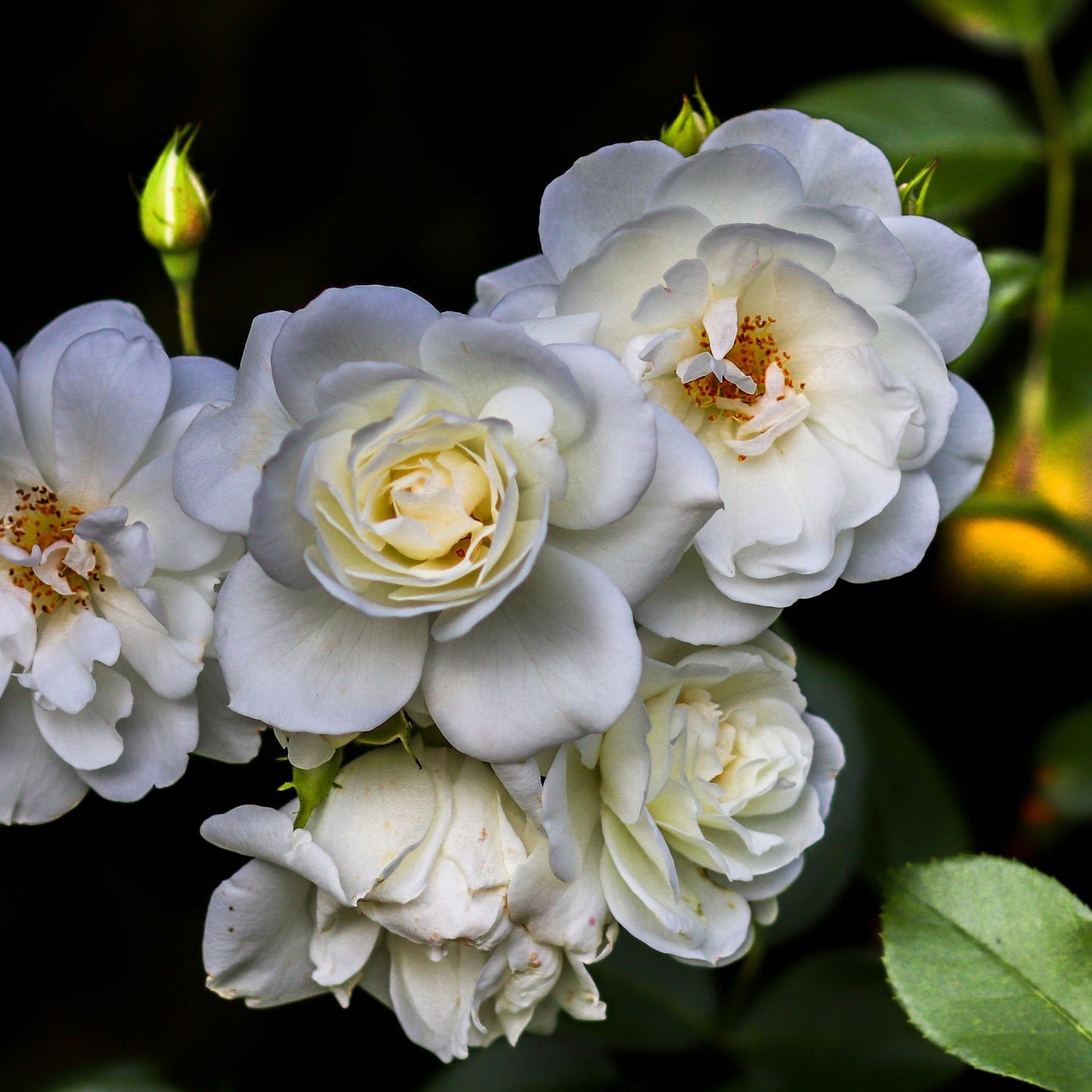 Rosy Boom Mini Potted Rose 5L