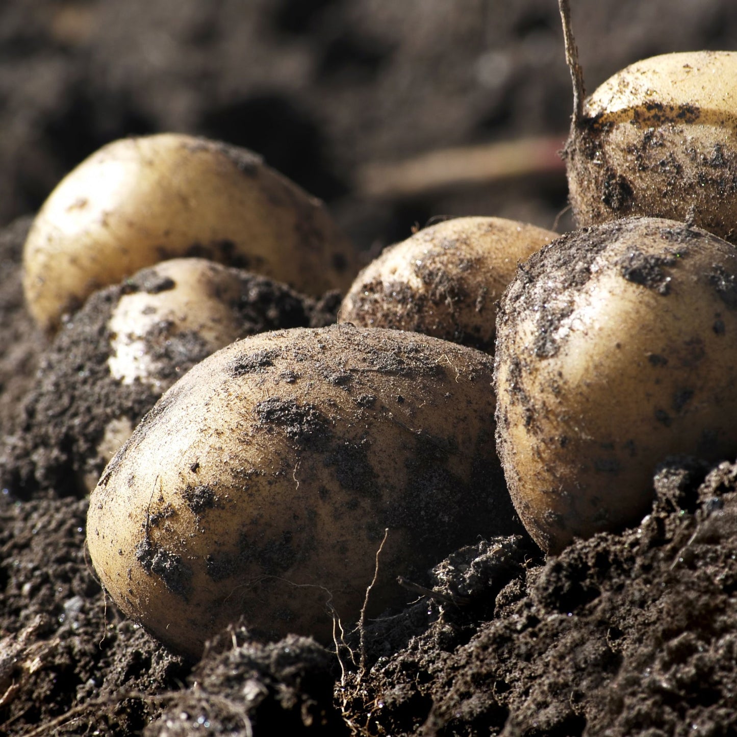 Orla Seed Potatoes 2KG