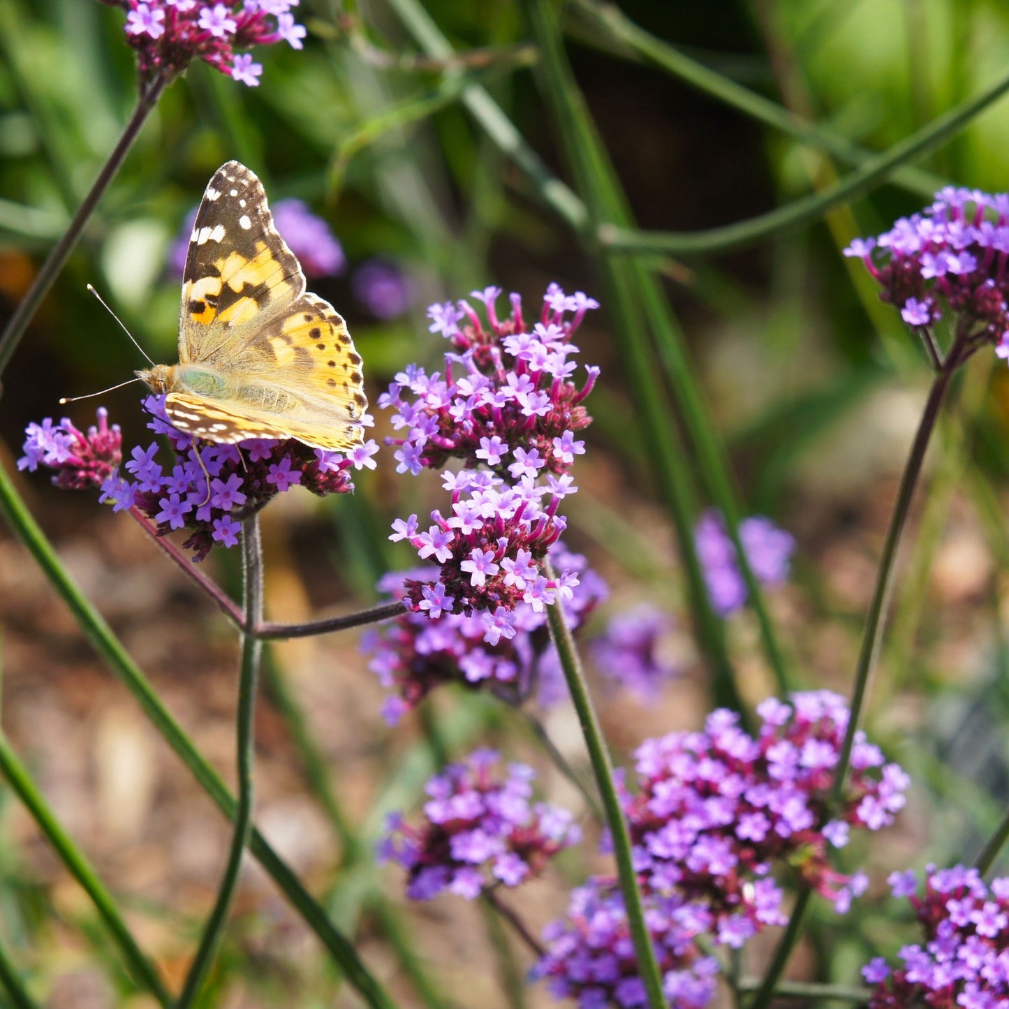 Verbena bonariensis Lollipop 9cm/2L