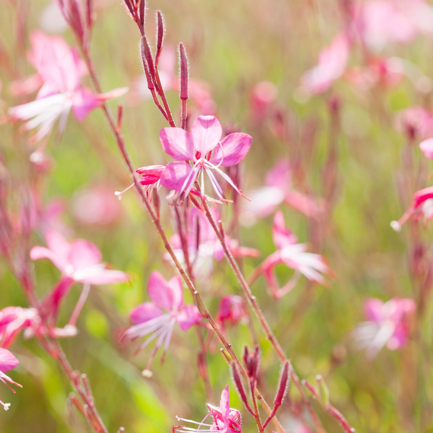 4 x Mixed Perennials Pink, White & Purple | 9cm Pots