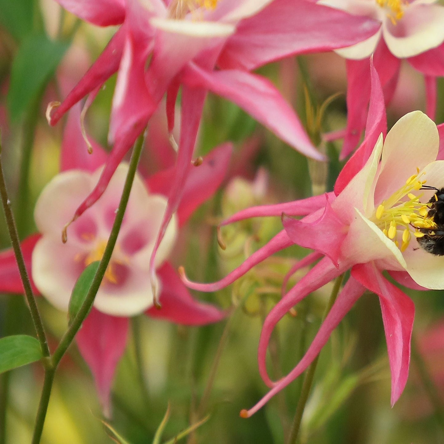 Aquilegia 'Rose and Ivory ' 9cm