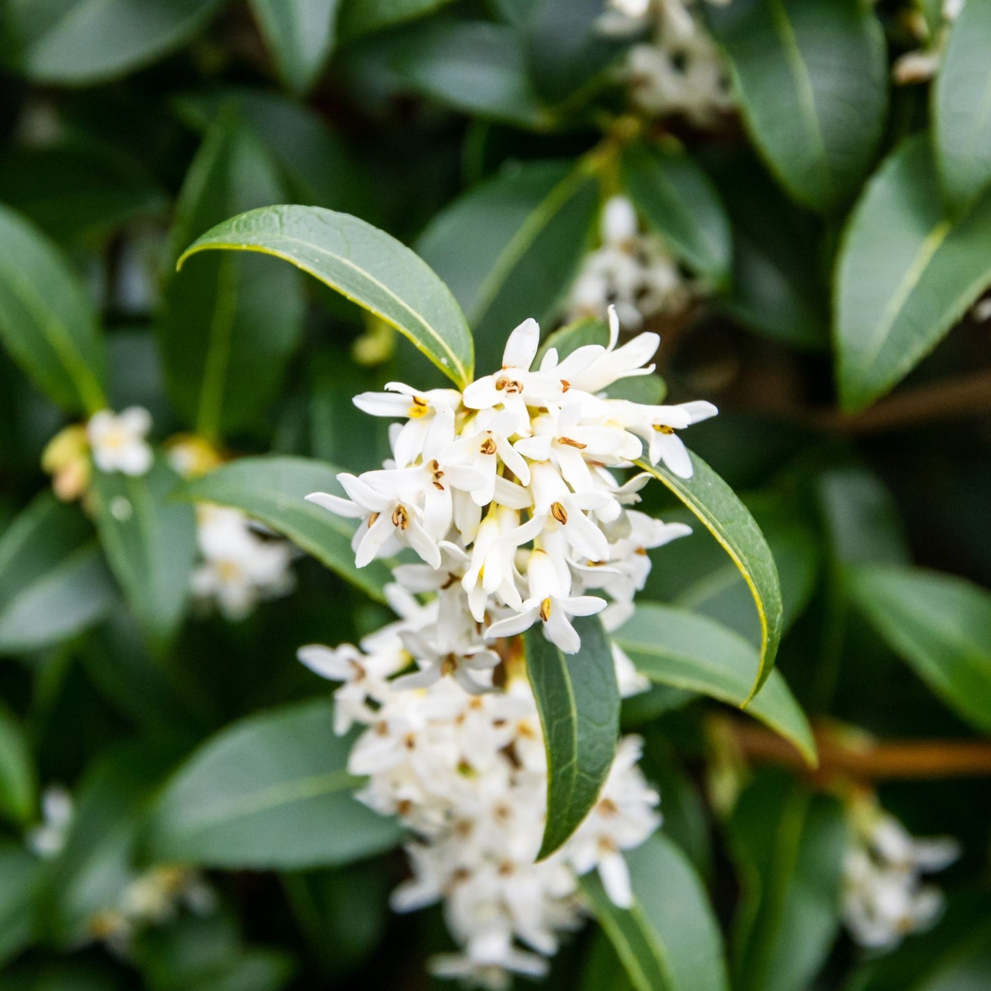 Osmanthus burkwoodii Ball 10L (35-45cm dia.)