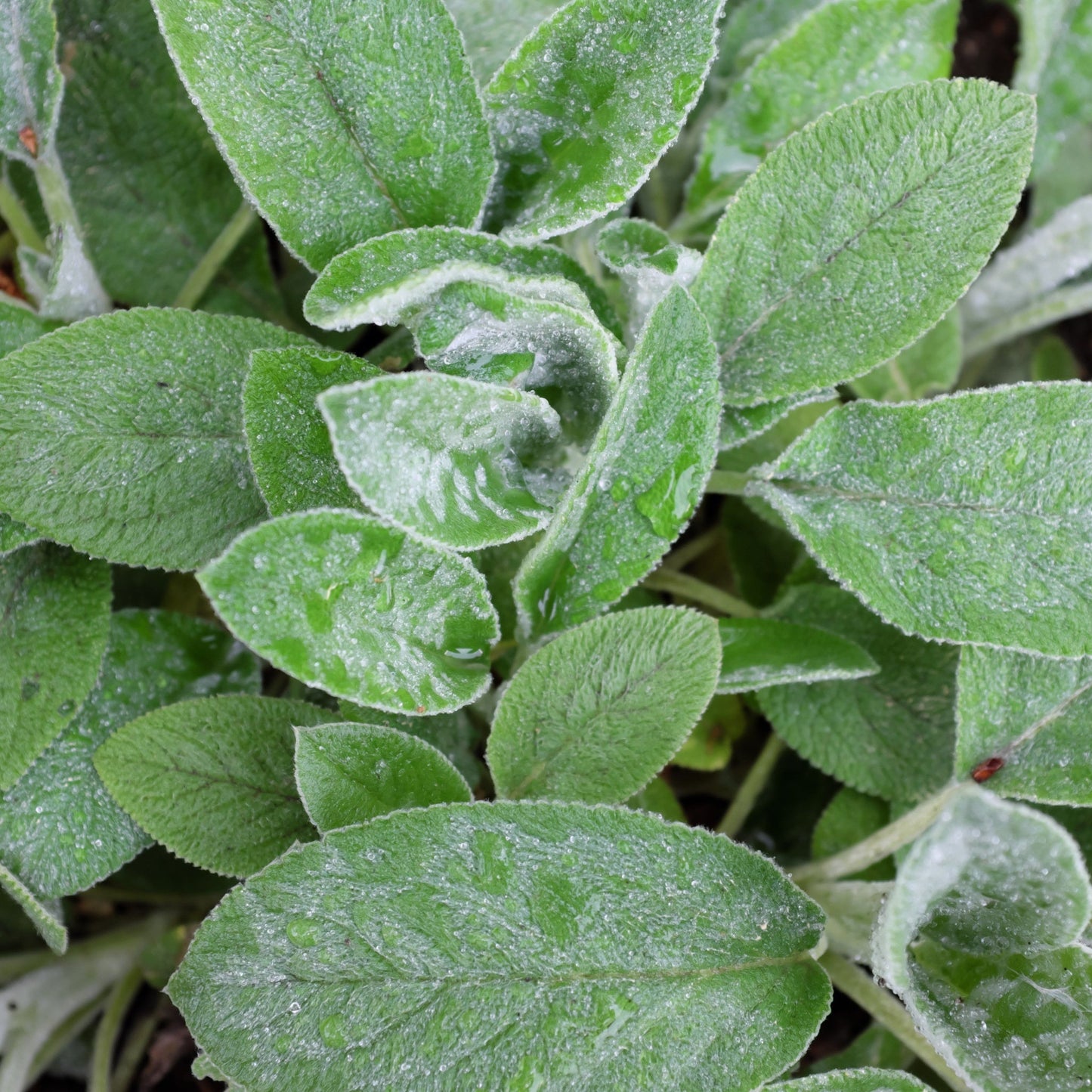 Stachy Big Ear 9cm